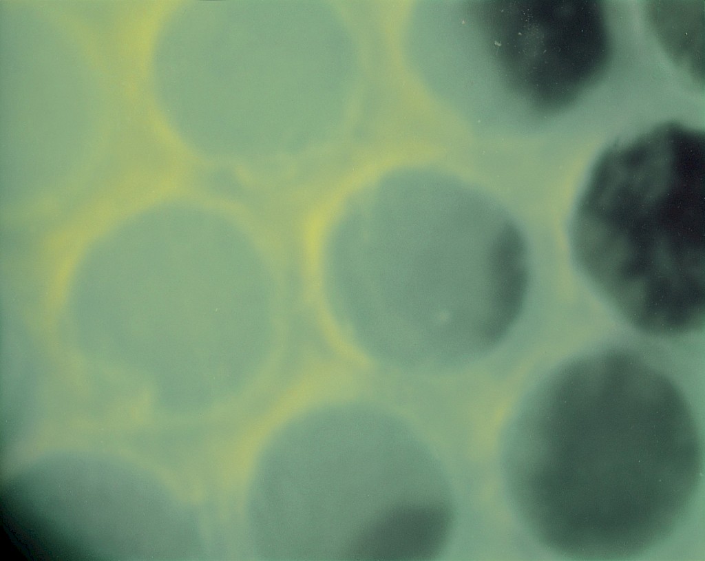 4_orten.1024x0.jpg